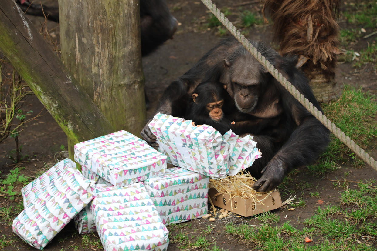 Masindi opens presents on her birthday on Thursday (Royal Zoological Society of Scotland)