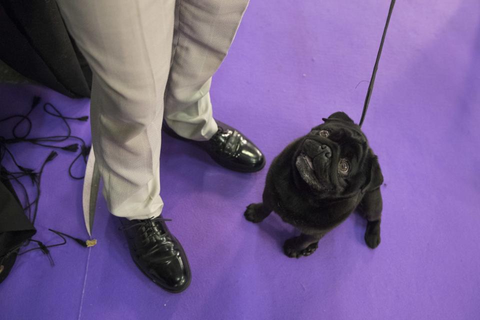 141st Westminster Kennel Club Dog Show