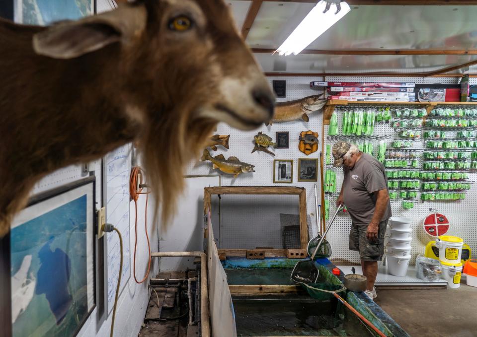 Dave Treiber, 68, skims dead minnows from the concrete bait well minnows inside Mick's Bait Shop in Curtis, located in the Upper Peninsula, on Tuesday, July 25, 2023.