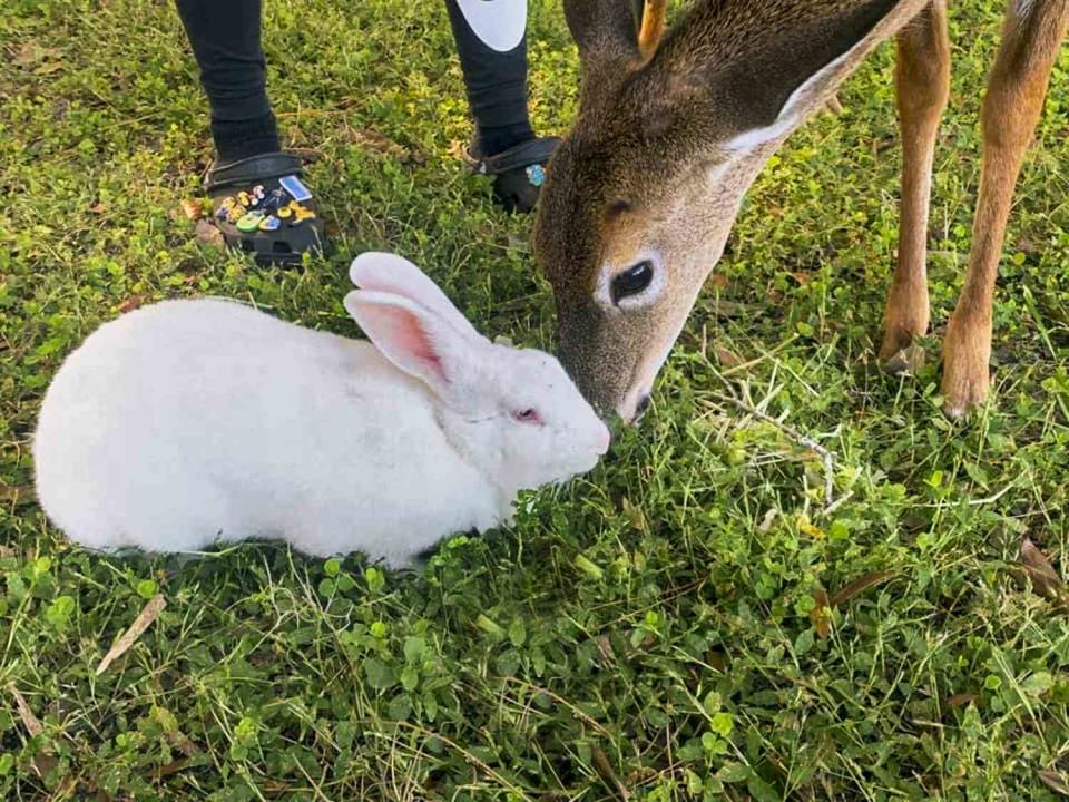 Courtesy  Real-life Bambi and Thumper in Florida