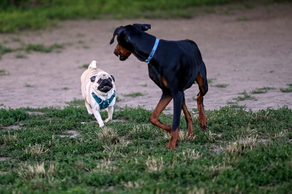 Cody, a pug, left, visits with Stella, a Doberman pinscher, on Wednesday, July 13, 2022, at the Northern Tail Dog Park in East Lansing.