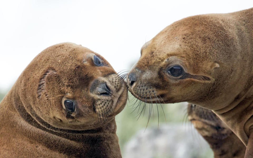 <p>A female sea lion plants a kiss on another sea lion at Volunteer Point, East Falklands. (Photo: Derek Pettersson/Caters News) </p>