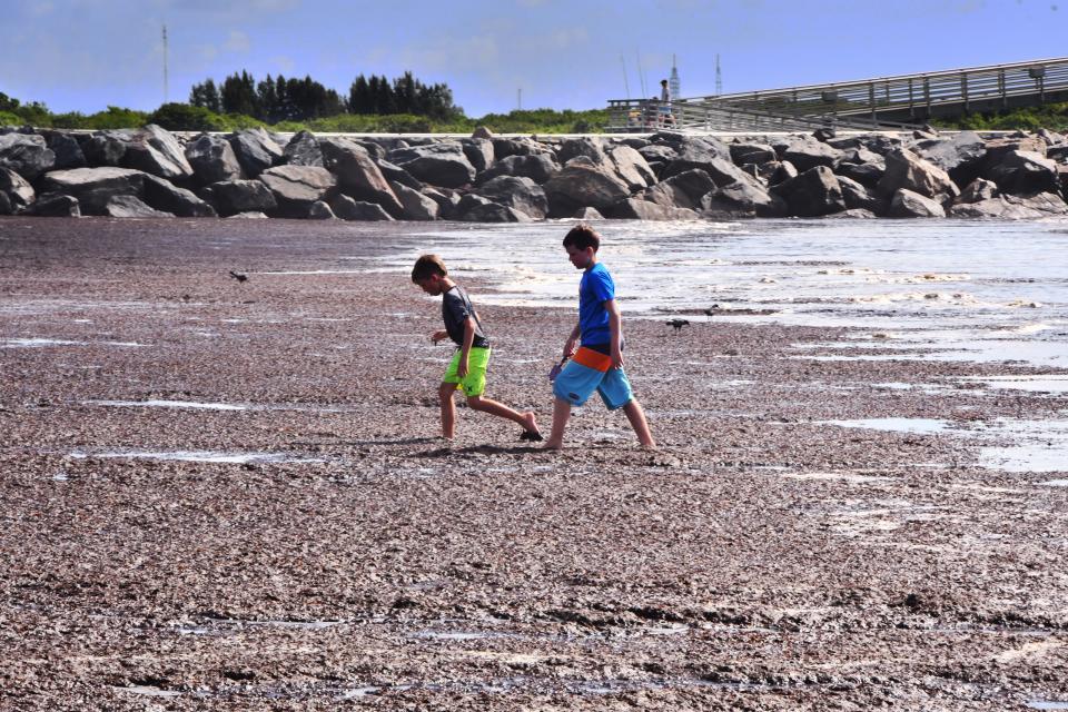 Two boys playing at Jetty Park sink up to their ankles in the seaweed blanketing the beach. 