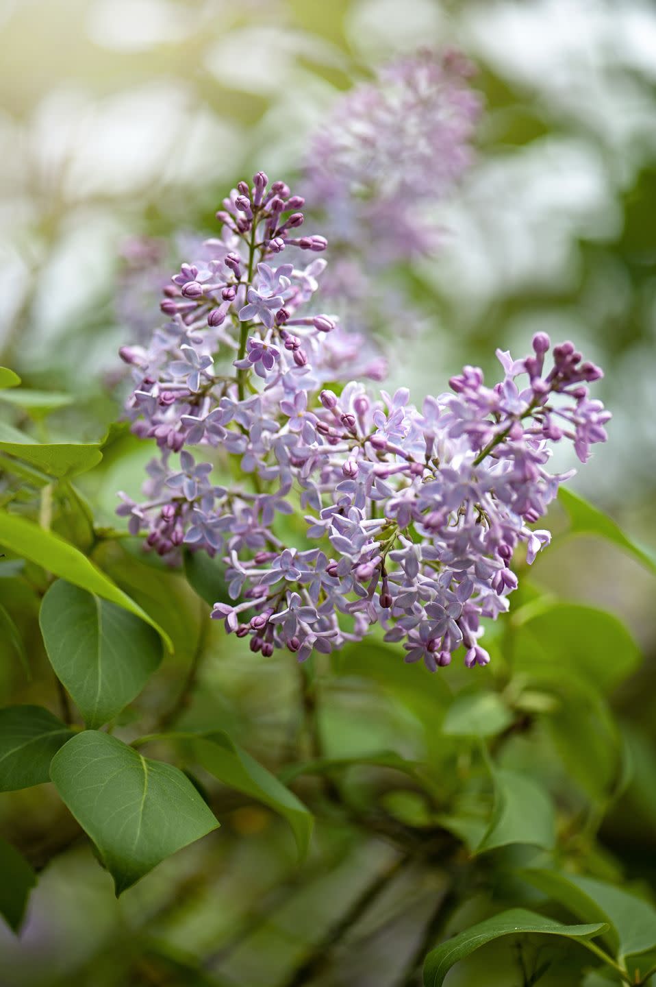 lilac flowers 