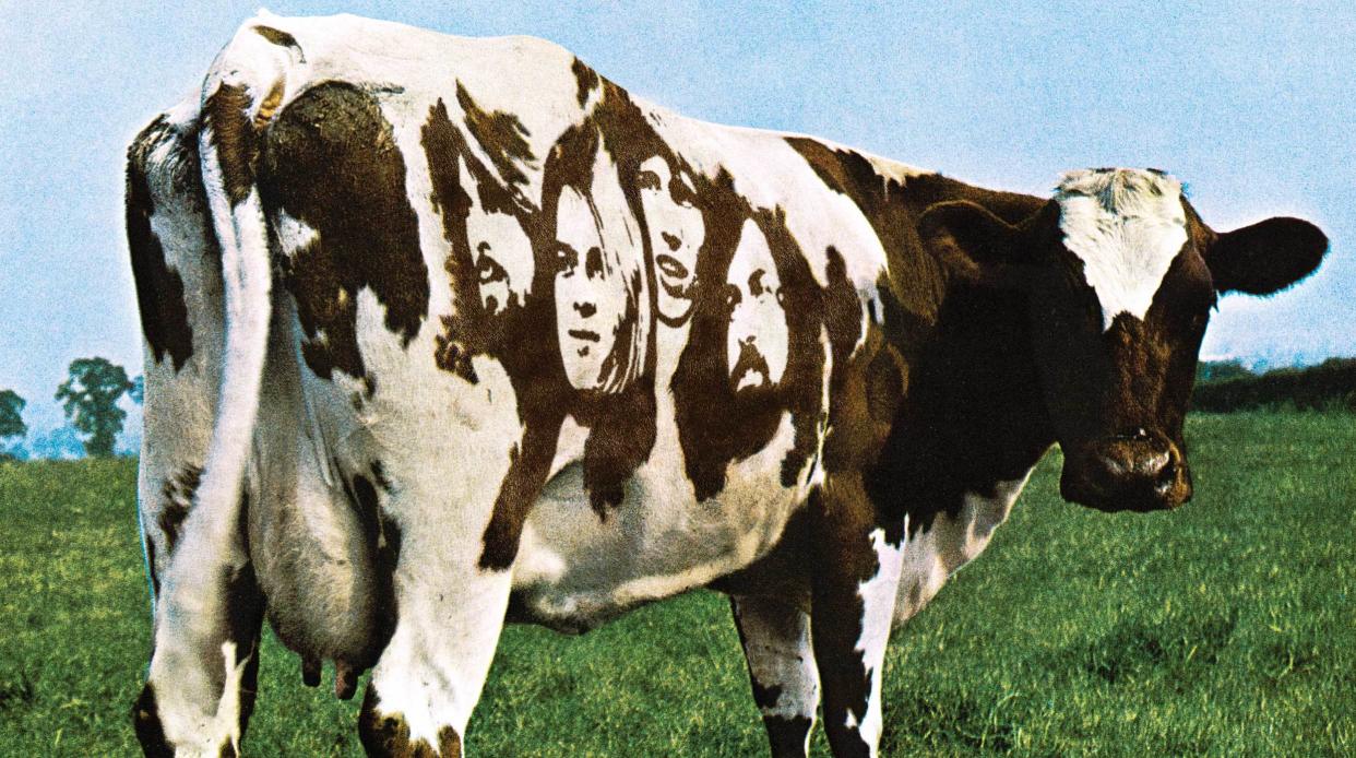  Friesian cow from the cover of Pink Floyd's Atom Heart Mother album. 