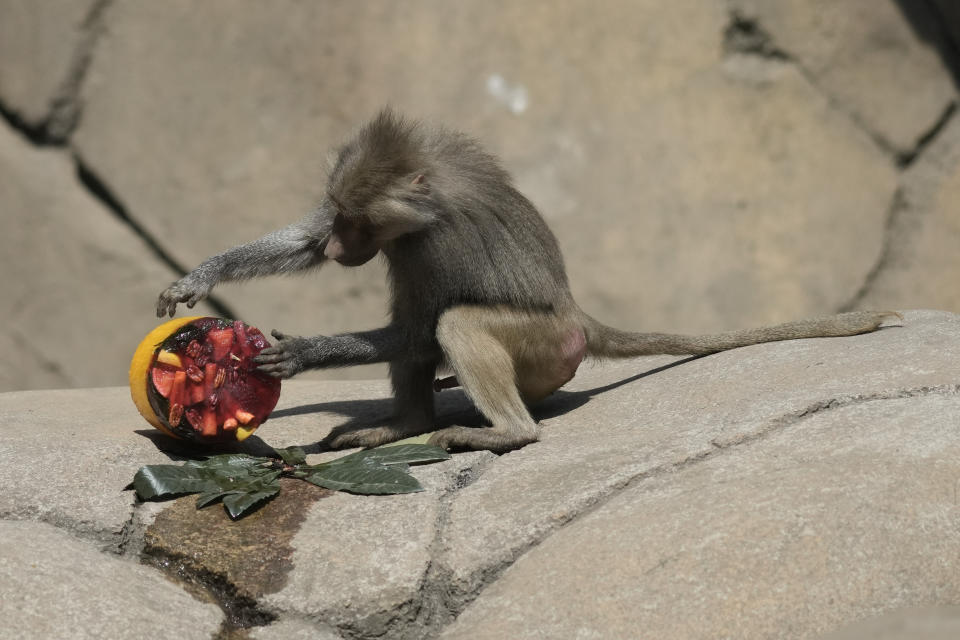 Un babuino inspecciona una golosina congelada en su recinto en el Zoológico de Chapultepec mientras el personal trabaja para mantener frescos a los animales en medio de una continua ola de calor y sequía, en la Ciudad de México, el viernes 7 de junio de 2024. (Foto AP/Eduardo Verdugo)