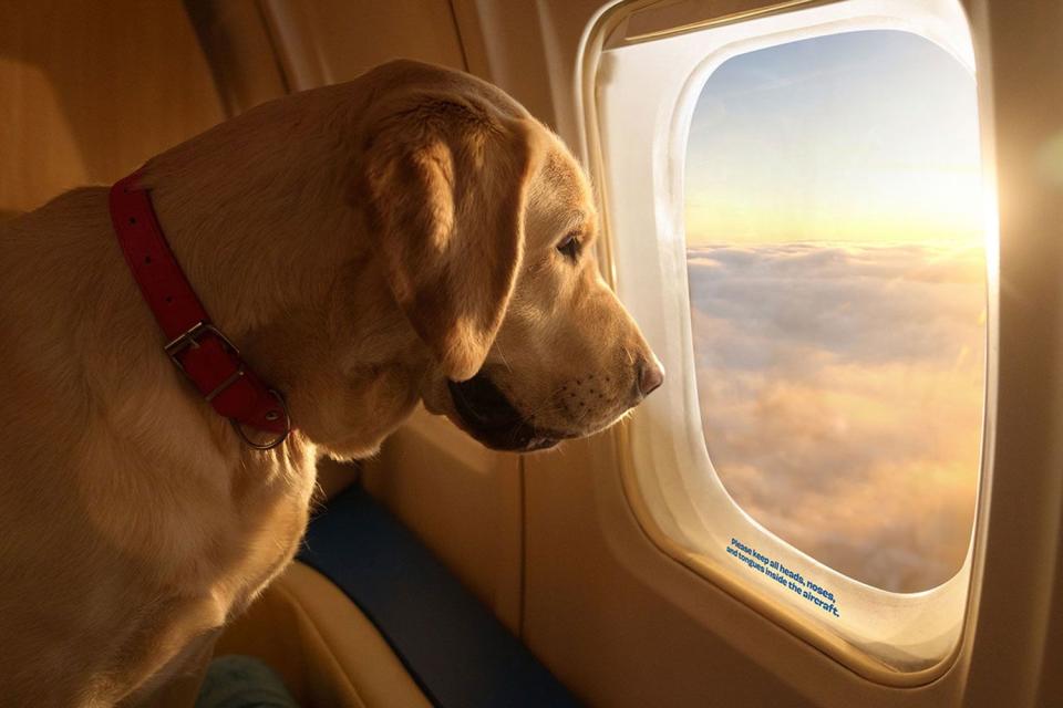 <p>Joe Gall</p> Dog looking out a BARK Air plane window