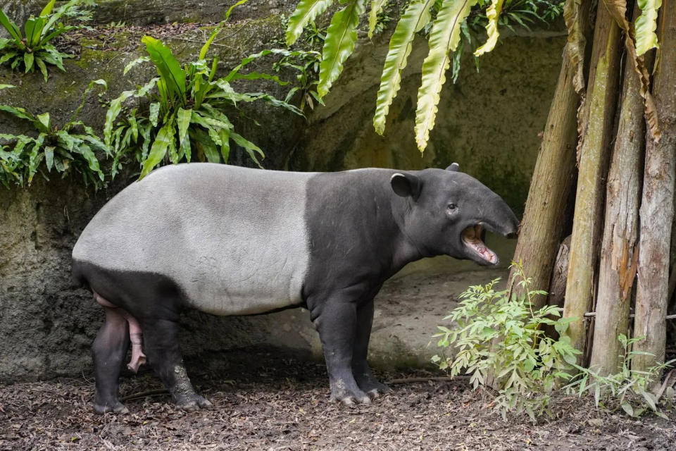 <strong>台北市立動物園園內出生的馬來貘「貘豆」正值適婚年齡。（圖／翻攝畫面）</strong>