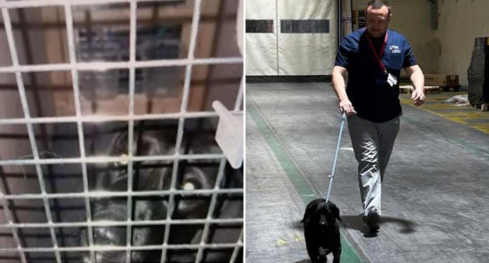 Bluebell in her cage in Saudi Arabia and with airport staff.