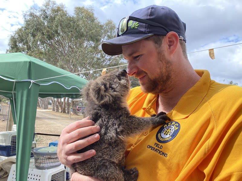 Animal handler Justin is working with Andrea Lewis and Lauren on Kangaroo Island. Source: RSPCA South Australia