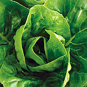 Lettuce Sucrine | Agrinova Seeds