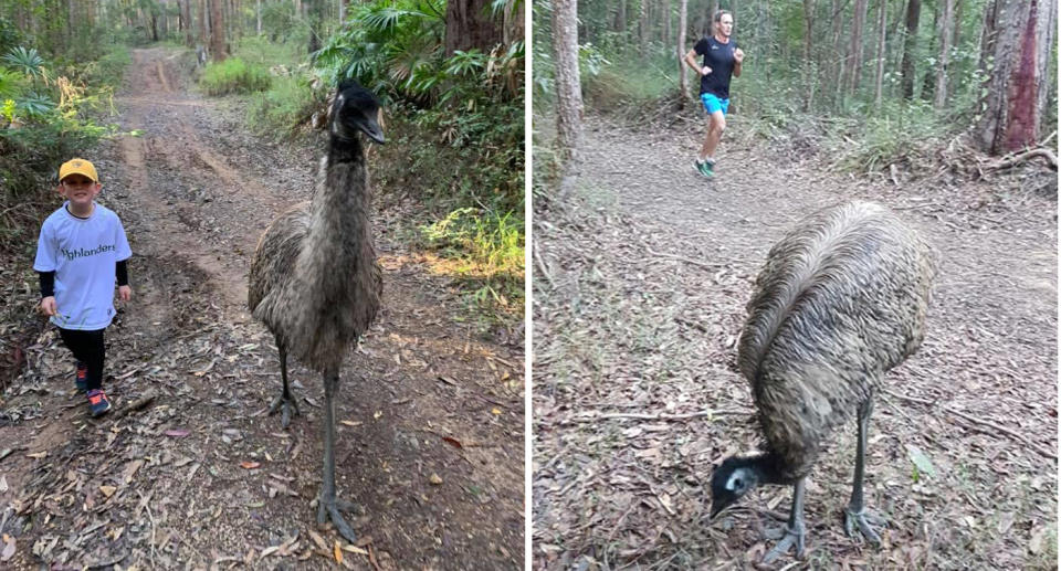 Fluffy has become the mascot of the Nambour Parkrun. Source: Nambour Parkrun / Facebook