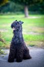 <p>Uno de los terriers más grandes, el Kerry Blue es famoso por su hermoso pelaje azul ondulado. Un antiguo perro de granja, es afectuoso y guardián. El Kerry Blue es un gran perro guardián y buen compañero de la familia.</p>
