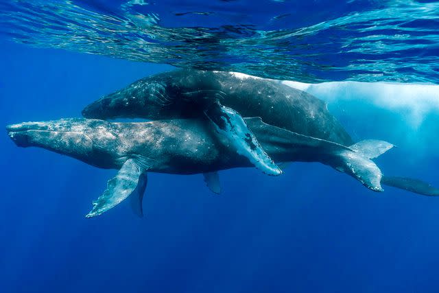 <p>Lyle Krannichfeld/Brandi Romano/PWF/SWNS</p> Whales in Maui in January 2022
