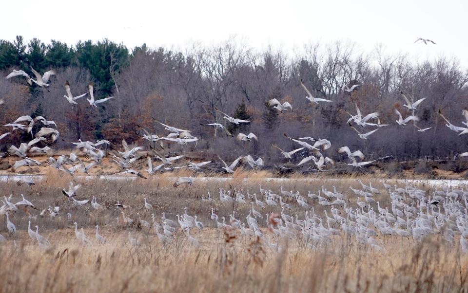 Sandhill cranes roost and fly on the Leopold-Pines Conservation Area on the Wisconsin River near Baraboo. Thousands of the birds congregate in late fall and early winter at the site.