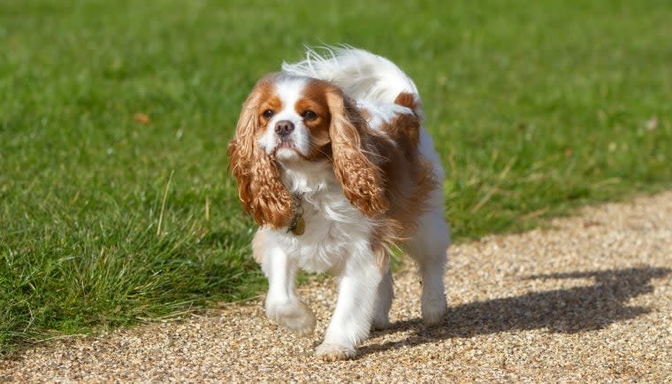 Dog Parade Celebrates King Charles III’s Coronation