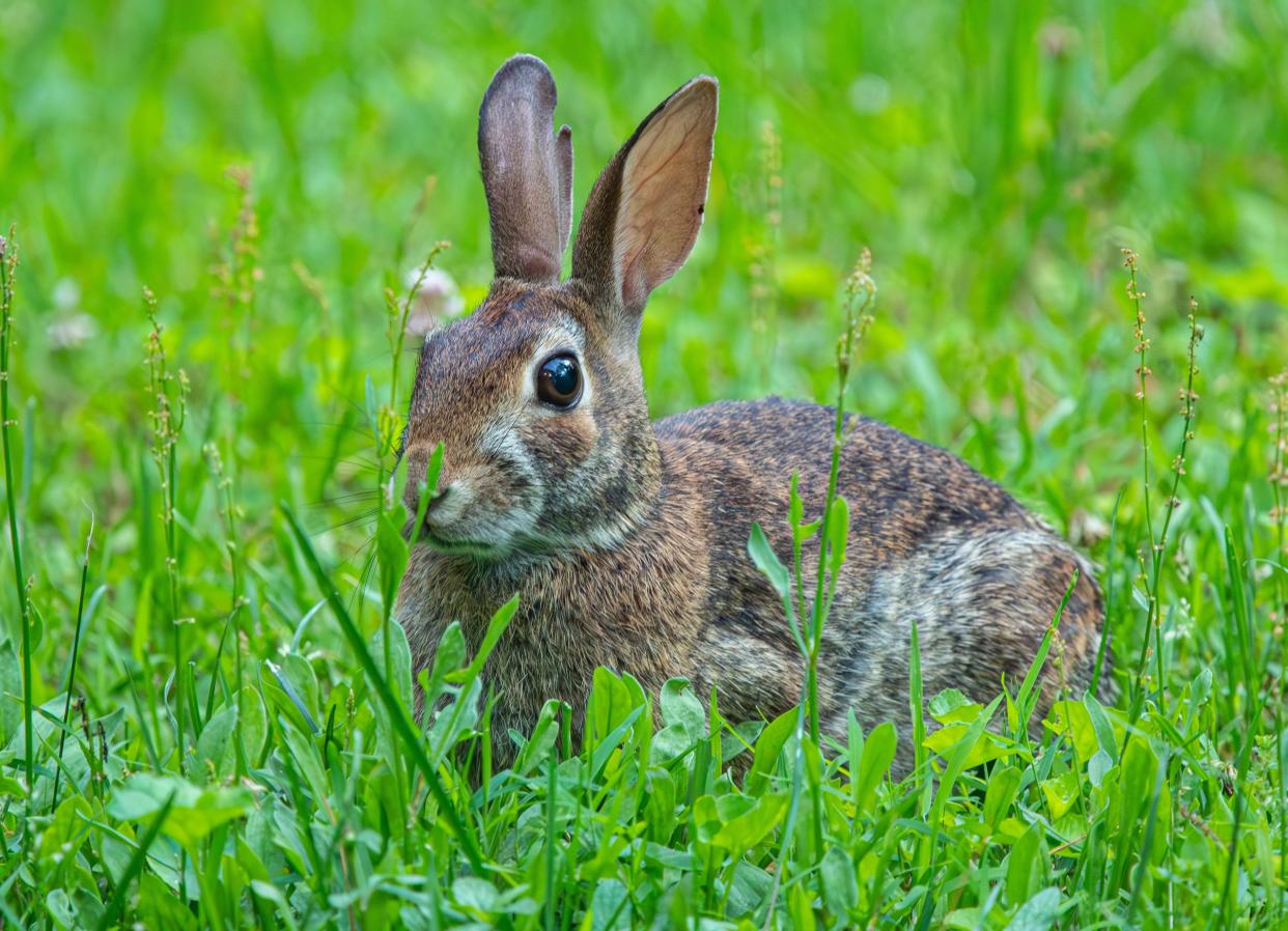 An eastern cottontail rabbit shows its mindfulness of its many predators through hearing, sight and smell — uplifted ears, alert eyes and twitching nose.