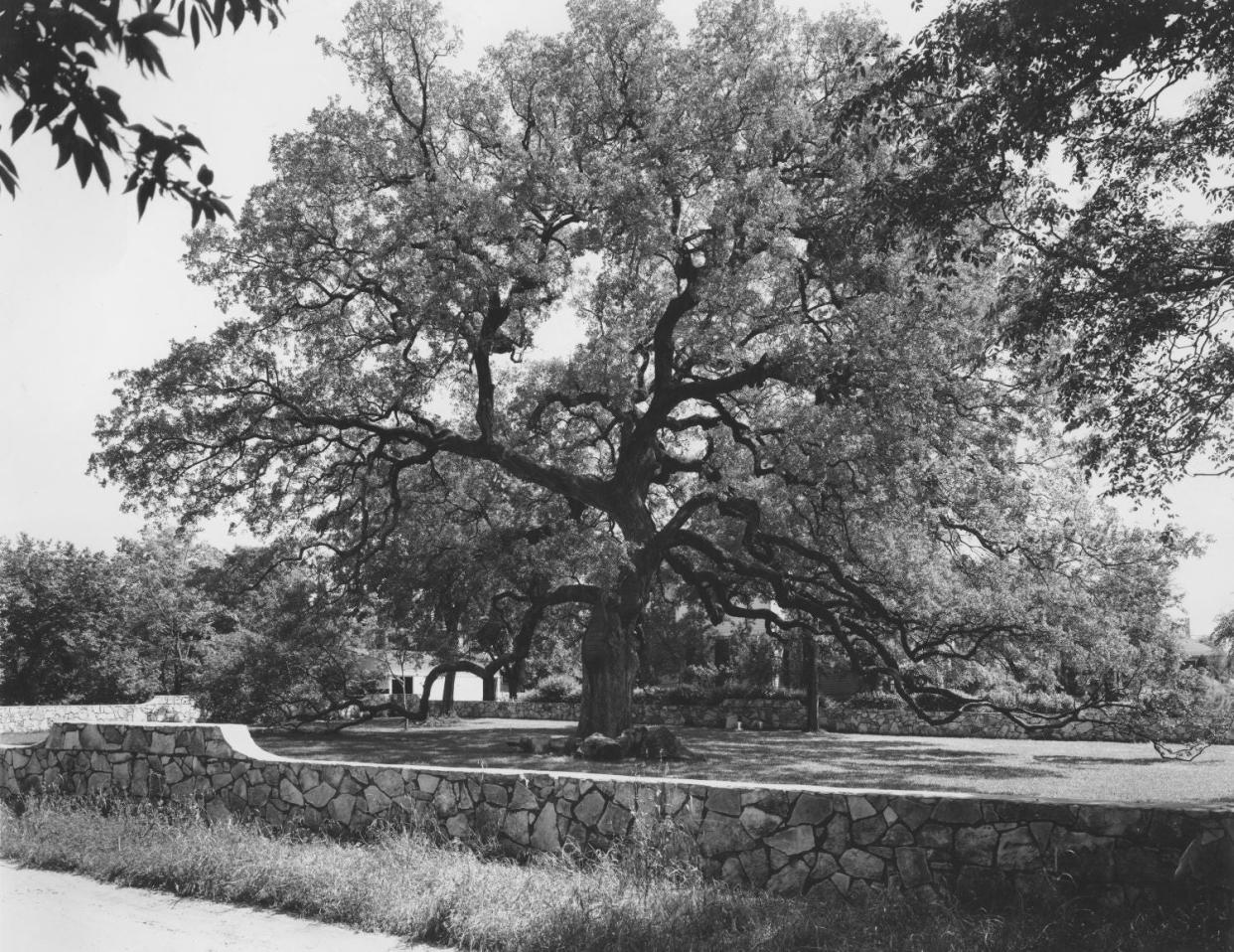 Treaty Oak, as photographed May 1, 1949 by the Bureau of Identification Photographic Lab. Forty years later in 1989, it was poisoned almost to death. What survived after heroic intervention is a pale shadow of its old majesty.