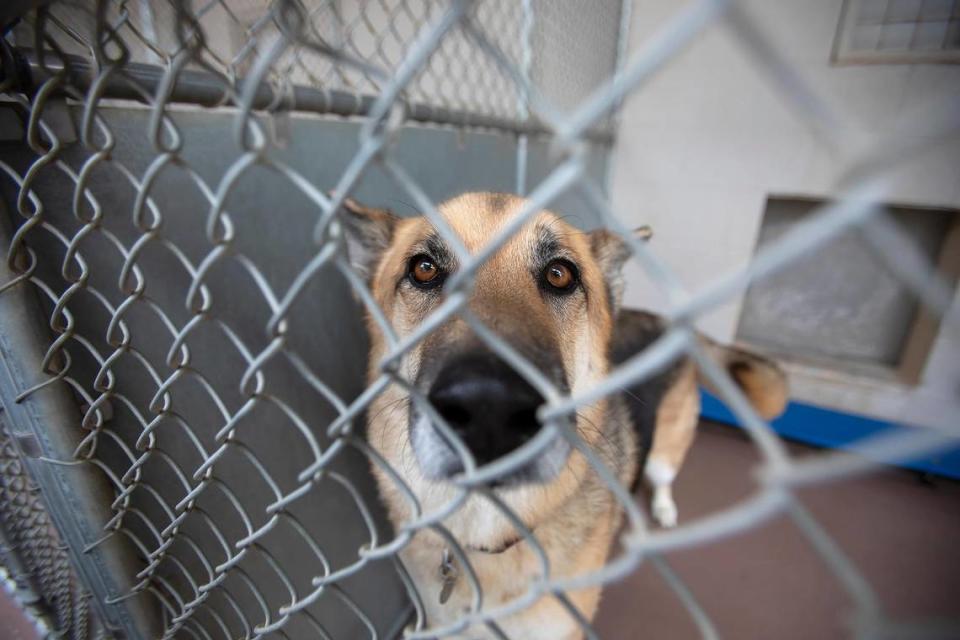 Woods Humane Society is currently maxed out in its dog kennels for the first time in quite a while. This is Apple, an 8-year-old German shepherd that has been at Woods for a while.