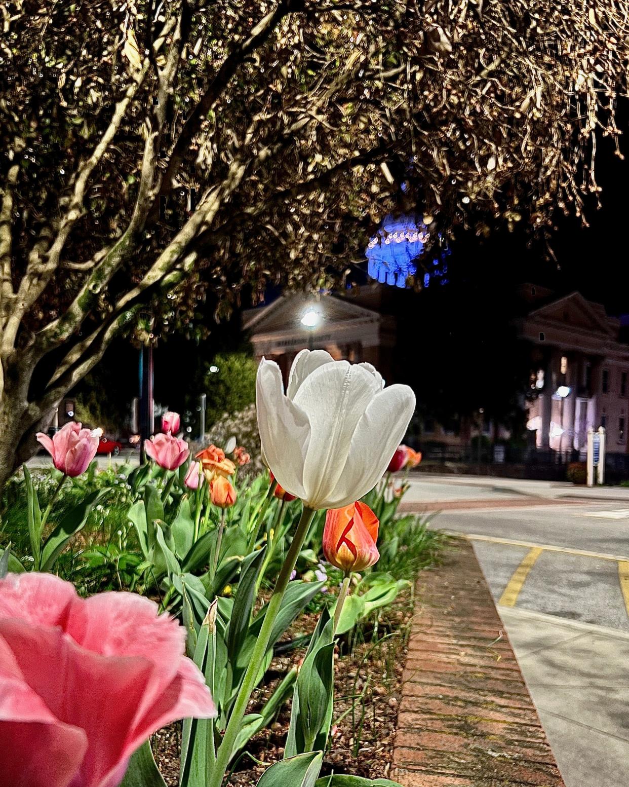 Deb Anderson of Laurel Park's photo called "Night Bloomers" was the winner of the 2023 Tulip Extravaganza photo contest put on by Barbara Hughes of Narnia Studios.