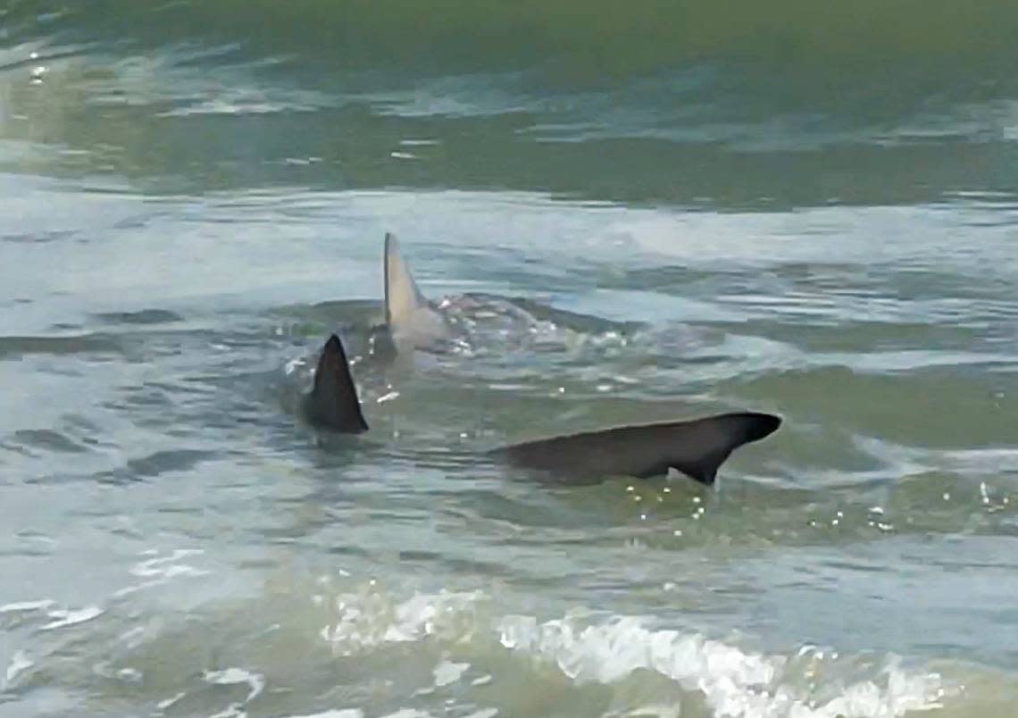 In this screen capture, Jill Horner a recent transplant to the area from Buffalo, N.Y., captured video of a shark swimming off Hilton Head Island on Sept. 4, 2022, Labor Day weekend.