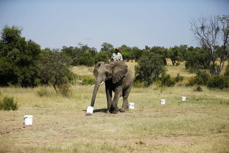 A ranger rides an elephant during a demonstration of the art of "bio-detection", to see if it can be used to sniff out explosives, at the Adventures with Elephants game ranch, in Mabula, northwest of Johannesburg, February 20, 2015. REUTERS/Siphiwe Sibeko