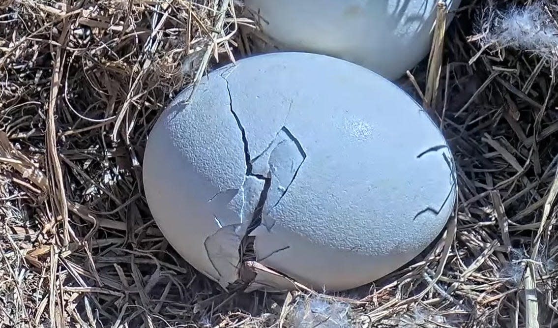 The pip in one of Harriet and M15's eggs seen Sunday turned into a full-fledged crack by Monday heralding the imminent hatch.