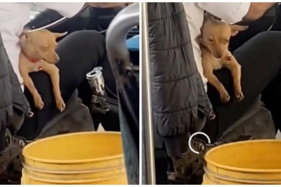 VIDEO: Chofer se viraliza por manejar en compañía de su mascota: “El perrito microbusero” lo apodan en redes