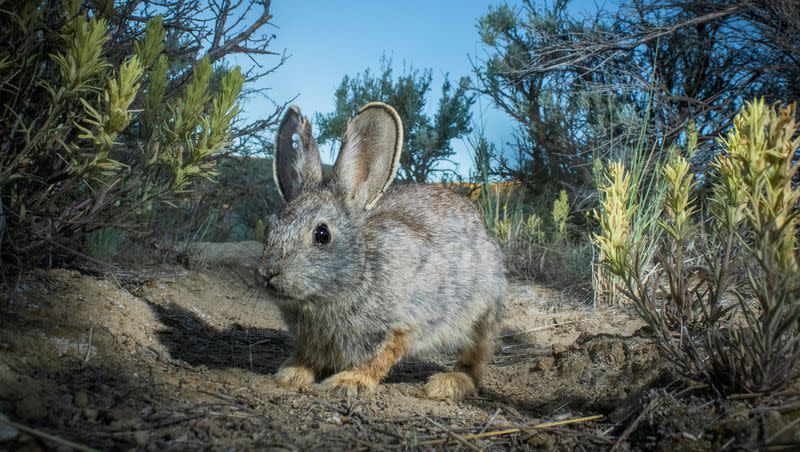 The world’s smallest rabbit, the pygmy rabbit, which lives in Utah and other parts of the West, may receive federal protections under the Endangered Species Act. A federal agency is conducting a review. The rabbit weighs about one pound and is small enough to fit in the palm of your hand.