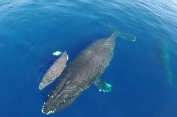 Drone-footage-dolphins-baby-whale-california-captain-dave 