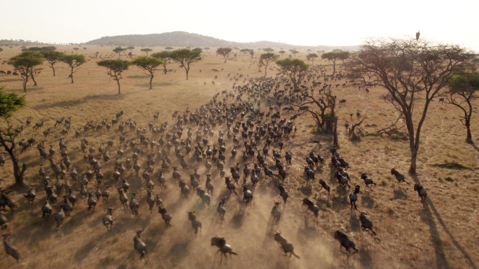 This image released by Discovery shows Wildebeest migrating in a scene from episode three of "Serengeti," a six-part series premiering Sunday, August 4. (Geoff Bell/Discovery via AP)