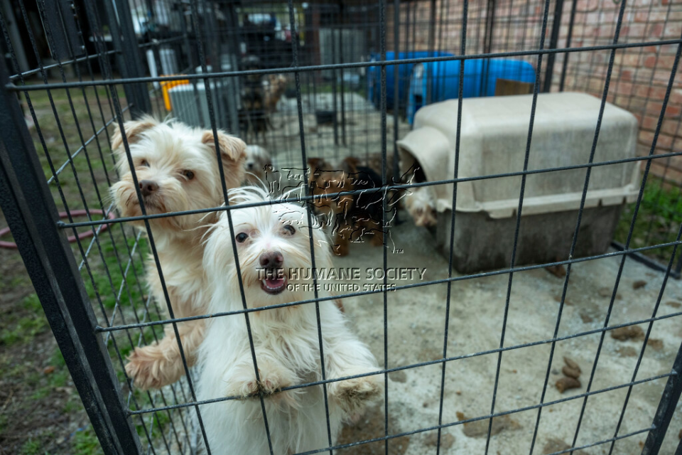 The Humane Society of the United States is assisting the Johnston County Sheriff’s Office in the rescue of dozens of dogs and puppies from a main street property as part of an alleged cruelty situation at two puppy mills in Milburn, Okla on Monday, March 11, 2024. (Kevin Wolf/AP Images for HSUS), Kevin Wolf/AP Images for the HSUS