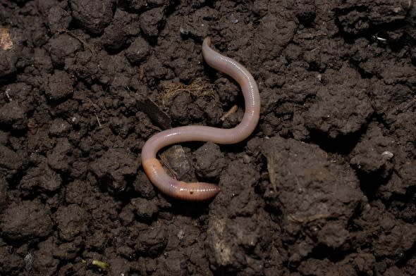 earthworms in soil