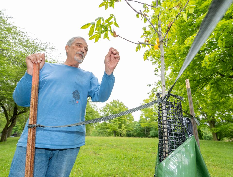 Henry Szymanski, Board member of the Humboldt Park Friends, checks for storm damage on a tree that was planted this year in Humboldt Park in Bay View, part of a tree planting program in Milwaukee to increase canopy cover throughout the city, on Tuesday May 21, 2024 in Milwaukee, Wis.