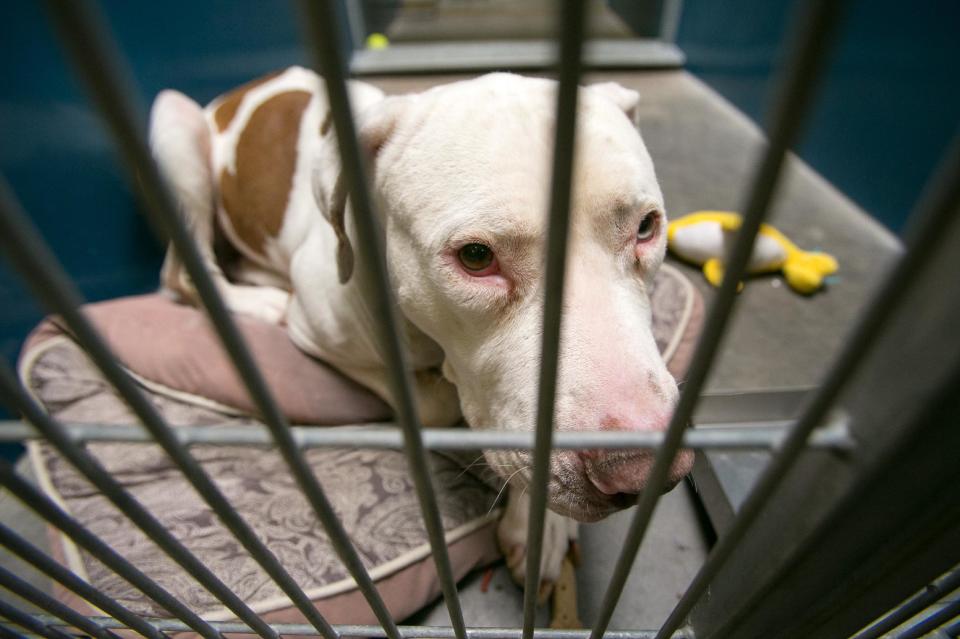 This March 11, 2014 photo shows Mickey, a pit bull, at West Valley Animal Care Center in Phoenix, Ariz. Mickey attacked four-year-old Kevin Vicente on Feb. 20, 2014. Mickey is now the object of a Facebook page that has garnered more than 59,000 likes on Facebook. The case moves to a Phoenix courtroom Tuesday March 25, 2014, as a judge hears arguments on whether Mickey should live or die, a question that has riled up thousands of animal lovers on social media. (AP Photo/The Arizona Republic, Michael Schennum) MARICOPA COUNTY OUT; MAGS OUT; NO SALES