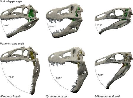 Optimal and maximal jaw gapes for three dinosaurs in a new study, Allosaurus fragilis (L), Tyrannosaurus rex (C) and Erlikosaurus andrewsi, are seen in an undated handout illustration courtesy of paleontologist Stephan Lautenschlager of the University of Bristol in Britain. REUTERS/Stephan Lautenschlager/University of Bristol/Handout via Reuters