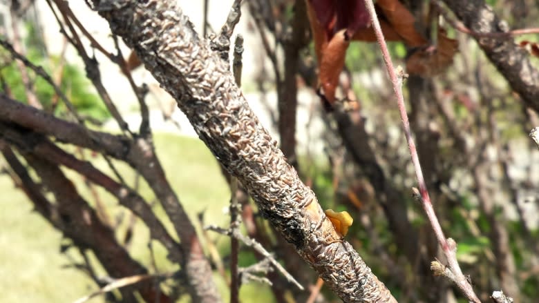 Oystershell scale spreading through Calgary hedges