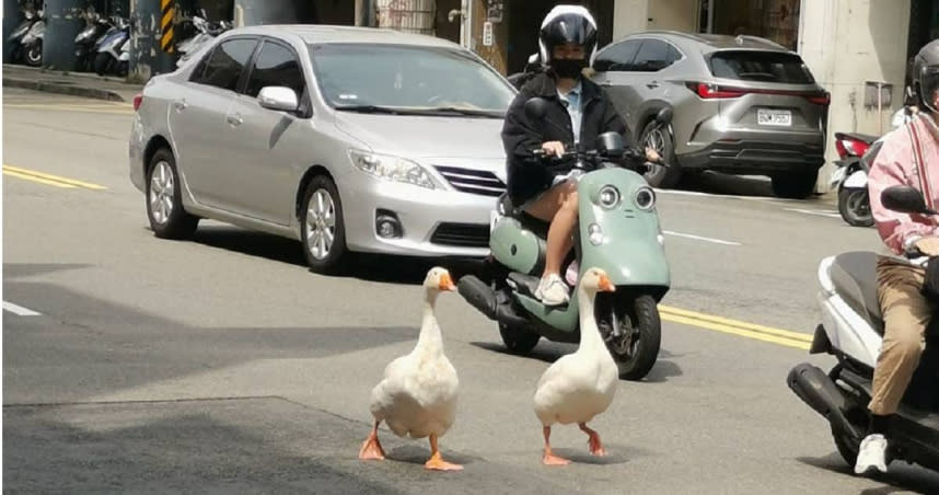 新竹市北區街頭驚見2隻白胖大鵝在馬路上溜搭，導致人車為了閃避一度交通大打結。（圖／擷取自Facebook／新竹人新竹事）