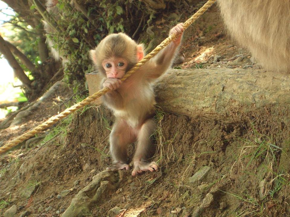 嵐山猴子公園 (Photo by Noneotuho, License: CC BY-SA 3.0, Wikimedia Commons提供)