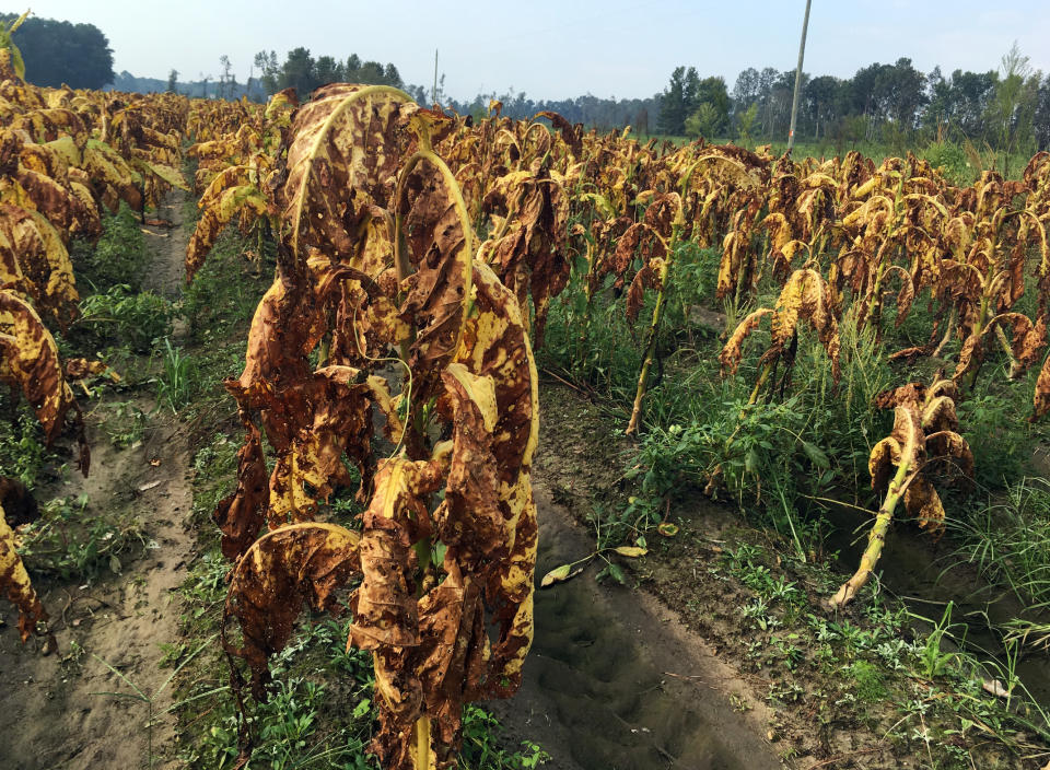 FILE- In this Sept. 20, 2018, file photo, damaged tobacco plants by Hurricane Florence stand unharvested in fields near Fremont, N.C. The federal government is sending $800 million in aid to farmers in four southern states that were most devastated last year by hurricanes Michael and Florence. The $800 million in aid will be distributed as block grants to communities in Alabama, Florida, Georgia and North Carolina. (AP Photo/Emery P. Dalesio, File)