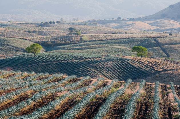 The agave fields of Jalisco, Mexico is a 35,000ha land of tequila harvesting