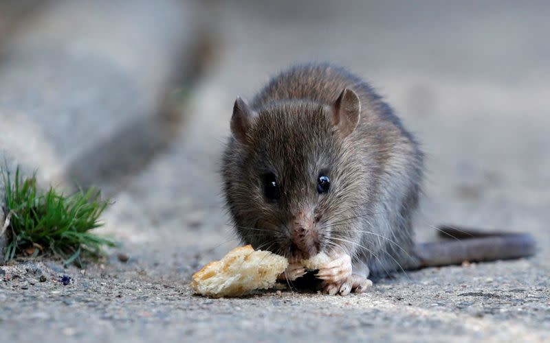 Vanessa started off with just two rats but they bred so fast she ended up with more than 300 (Getty)