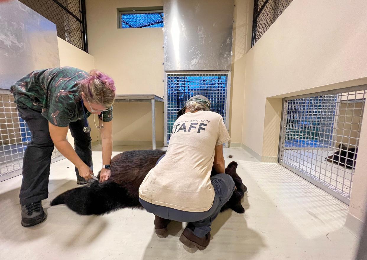 Christen Mason watches veterinarian Dr. Heather Johnston of Harmony Animal Hospital sedate a black bear that was moved from the old Busch Wildlife Sanctuary to the new one in Jupiter Farms, Florida Florida on September 18, 2023. 