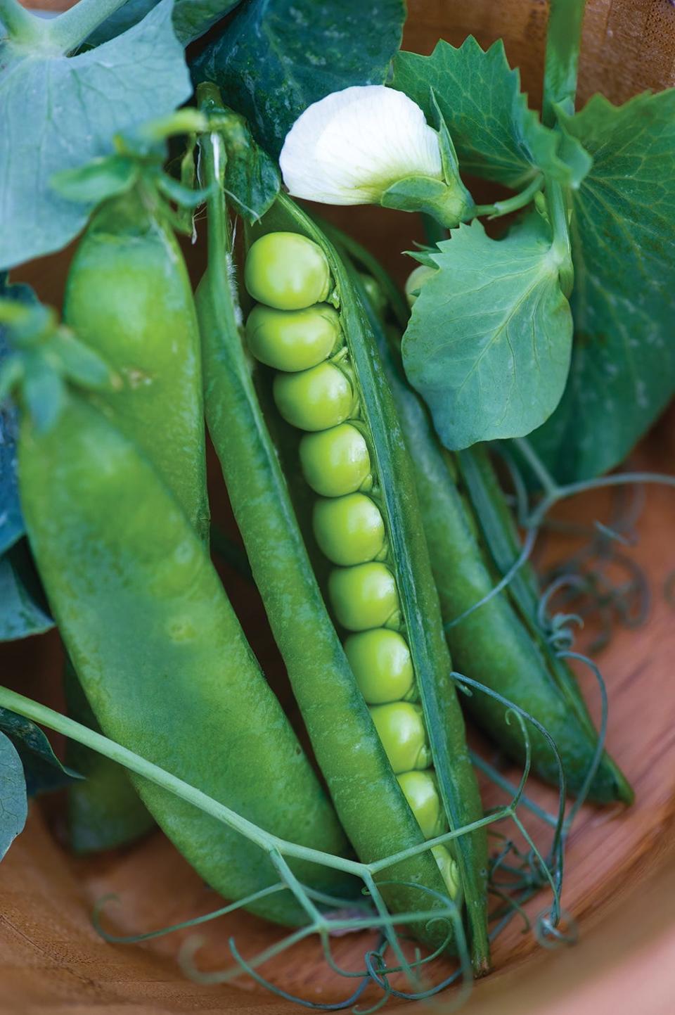 Easy Peasy is a new cultivar of peas from Burpee Seeds featuring large pods and upright growth characteristics.