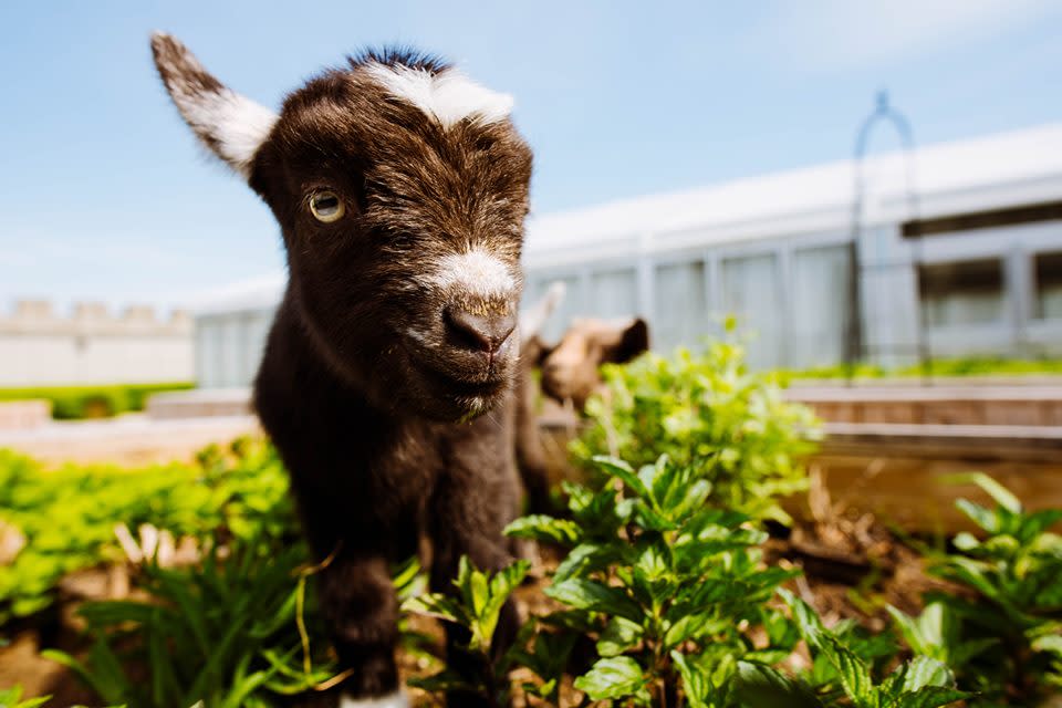 Baby Goat_Rosemary at The Kentucky Castle