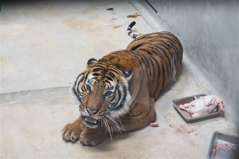 北市動物園有引進2隻雌性馬來虎。（圖／動物園提供）