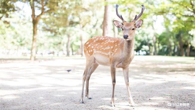 奈良鹿在1957年被列為日本的「天然紀念物」，受到日本文化財產保護法保護。（示意圖／記者林敬旻攝）