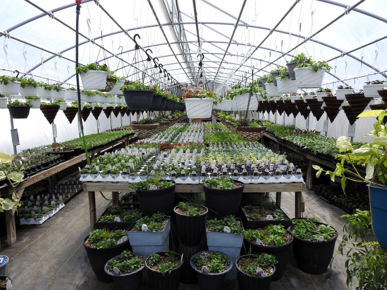 Sonnet Hills Greenhouse in Fresno features hanging baskets, vegetables, flowers and much more.