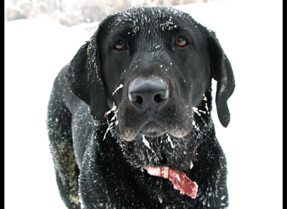 Thoroughly wipe off your dog's feet, legs and underside after she's been out in snowy or icy conditions.     It's possible she picked up salt crystals, antifreeze or some other <a href="http://healthypets.mercola.com/sites/healthypets/archive/2010/09/07/common-pet-poisons-present-in-households.aspx?x_cid=100411HPost" target="_hplink">toxic chemical</a> on her paws, which she could later ingest by licking the area.    Be especially careful not to leave antifreeze leaks or spills where your pet can sample them. Antifreeze is lethal to dogs and cats. 