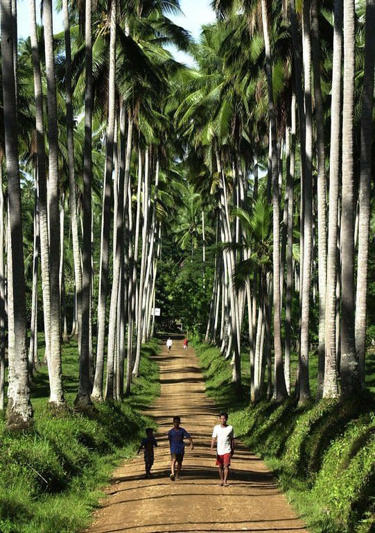 This file photo taken on June 13, 2001 shows villagers walking along a path on a coconut plantation in the town of Lantawan, on the Philippine island of Basilan. In his most recent state of the nation address, President Benigno Aquino hailed coconut water as one of the country's most promising new export opportunities